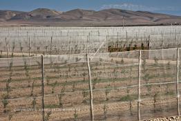 Image du Maroc Professionnelle de  Des fermes de grandes dimensions avec des terres agricoles qui ont profité de l’épierrage, d'un tri et enfin du broyage des roches cela a permis de créer des champs de grandes dimensions que l’on a divisés en zones séparées par des filets dans le but de les protéger contre l'action du vent. Avant de procédé à la plantation des orangers on avait équipé le sol d’un système moderne d'arrosage qui laisse passer l’eau petit à petit, dit "goutte à goutte" dans une nouvelle ferme moderne à Chichaoua, Mardi 27 Février 2007. (Photo / Abdeljalil Bounhar) 